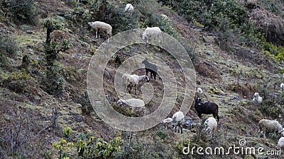 Sheeps, lambs , mountain, grazing, mountain hills, cold climate Stock Photo