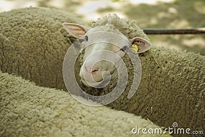 Sheeps at livestock exhibition Stock Photo