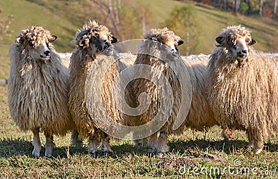 Sheep looking one way Stock Photo