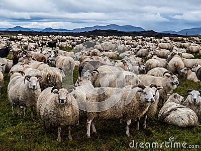 Sheeps Stock Photo