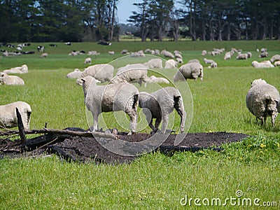 Sheeps in a meadow Stock Photo