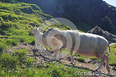Sheeps on Mount Ulriken Stock Photo