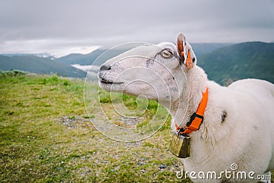 Sheeps on mountain farm on cloudy day. Norwegian landscape with sheep grazing in valley. Sheep on mountaintop Norway. Ecological Editorial Stock Photo