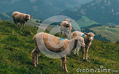 Sheeps on a mountain farm on a cloudy day the swiss alps brienzer rothorn switzerland Stock Photo