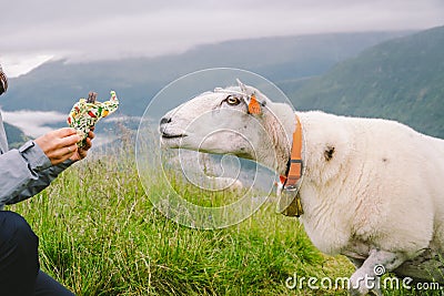 Sheeps on a mountain farm on a cloudy day. A woman feeds a sheep in the mountains of norway. A tourist gives food to a sheep. Stock Photo