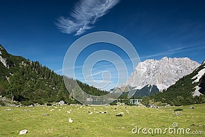 Sheeps at mountain meadow with lake seebensee Stock Photo
