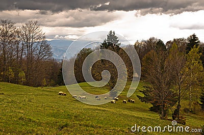 Sheeps on mountain pasture at autumn, Radocelo mountain Stock Photo