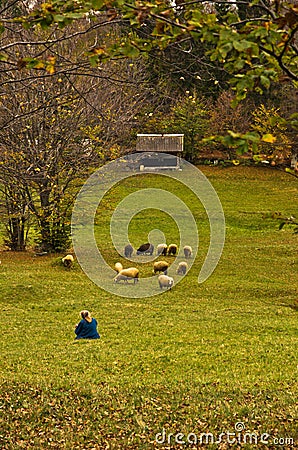 Sheeps on mountain pasture at autumn, Radocelo mountain Stock Photo