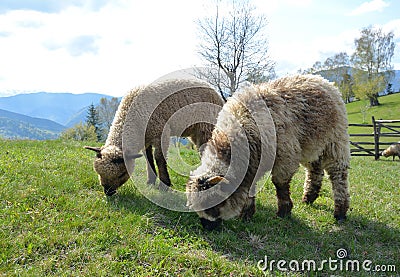 Sheeps on mountain pasture Stock Photo
