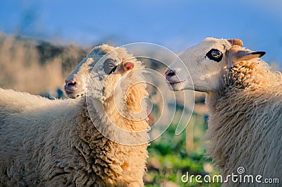 Sheeps in nature on meadow. Farming outdoor, Crete Stock Photo
