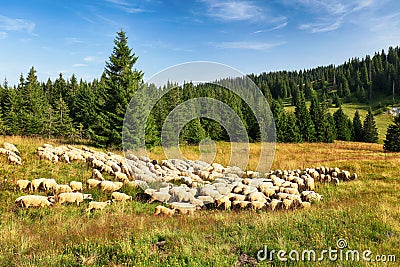 Sheeps in nature pasture mountain. Stock Photo