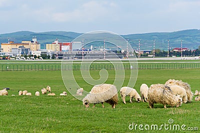 Sheeps near the airport of Sibiu city in Romania show contrast between nature and urban Stock Photo