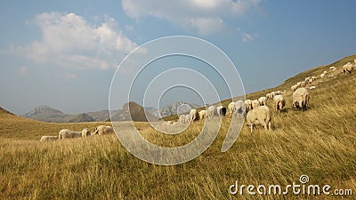 Bosnia and Herzegovina / Sheeps In The Mountain Stock Photo