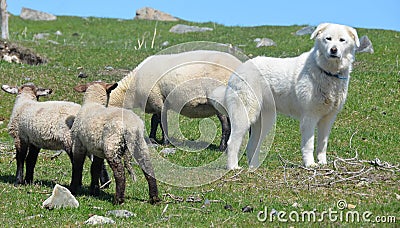 Sheeps and Pyrenean Mountain Dog Stock Photo