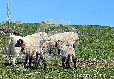 Sheeps and Pyrenean Mountain Dog Stock Photo