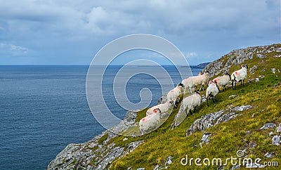 Sheeps roaming near the Slieve League, County Donegal, Ireland Stock Photo
