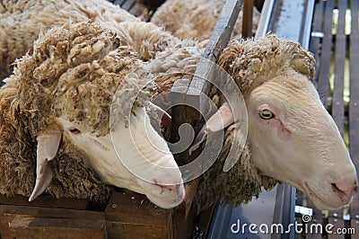 Sheeps from selected breeds livestock are placed in the cages. Stock Photo
