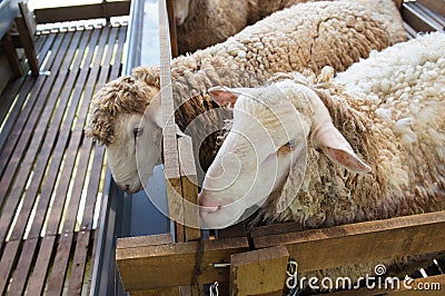 Sheeps from selected breeds livestock are placed in the cages. Stock Photo