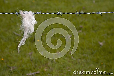 Sheeps Wool tangled on barbed wire Stock Photo