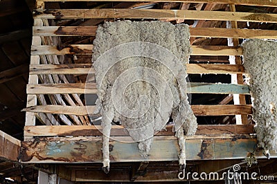 Sheepskins drying in the barn farm estates Harberton. Stock Photo