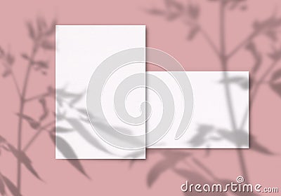 A sheet of white paper on a pink background. Mockup with overlay of plant shadows . Natural light casts the shadow of field plants Stock Photo