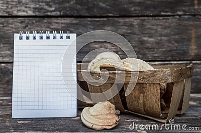 Shelf fungus. Bracket fungus. Naturopathy. Stock Photo