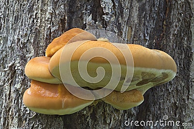 Shelf Fungus on the Tree Stock Photo