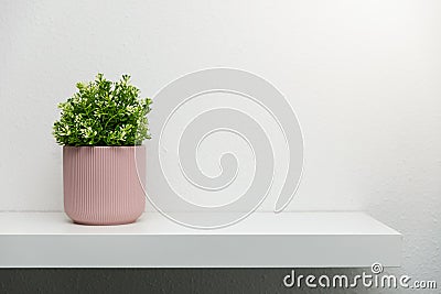 Shelf on white wall with green plant in pink pot. copy space Stock Photo