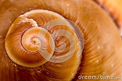 Shell Stock Photo