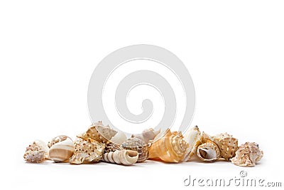 Shell Stock Photo