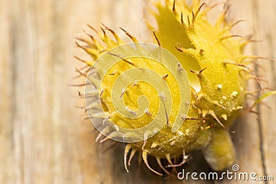 Shell of annatto, lipstick plant Stock Photo