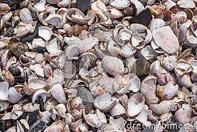 Shell background. Colorful shells on sand beach. Multi-colored shells on seaside Stock Photo