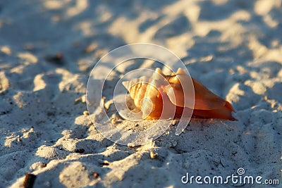 Shell beach Stock Photo