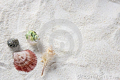 Shell on the beach - copy space Stock Photo