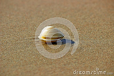 SHELL ON BEACH Stock Photo