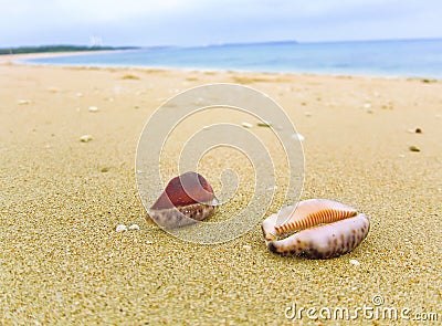 Shell on the beach Stock Photo