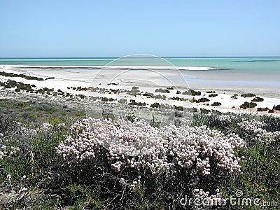 Shell Beach - Western Australia Stock Photo