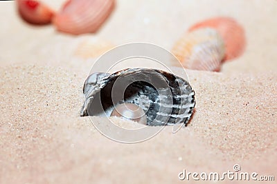 Shell with a beautiful pearl lies on a sandy beach Stock Photo