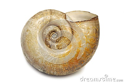 Shell closeup isolated Stock Photo