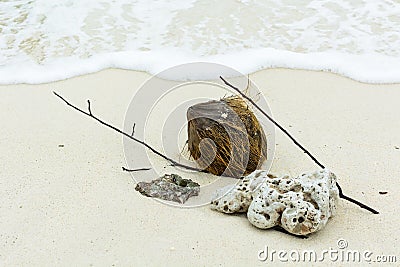 Shell ,coral, branch and coconut on beach Stock Photo