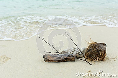 Shell ,coral, branch and coconut on beach Stock Photo