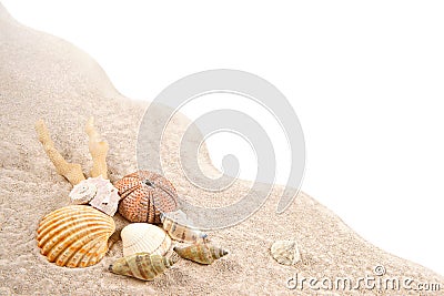 Shell, Coral and Dried Sea Urchins on the sand as background Stock Photo