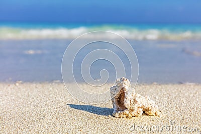 Shell, coral reef on sandy tropical beach in Maldives Stock Photo