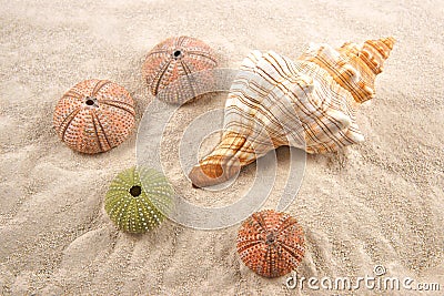 Shell and Dried Sea Urchins on the sand as background Stock Photo