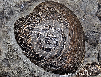 Shell fossil Stock Photo