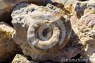 The shell of the fossil nautiloidea is the lower section of the Carboniferous period Stock Photo