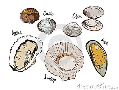 Shell, Hand draw sketch vector. Seafood set. Vector Illustration