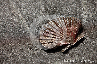 Shell Stock Photo