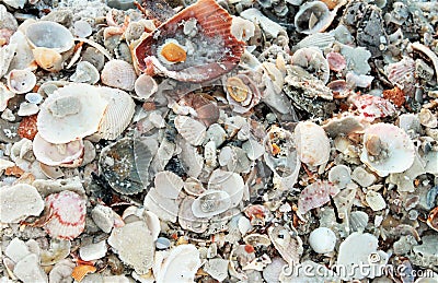 Shell Island, Florida panama city beach seashells Stock Photo