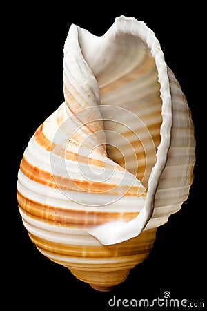 Shell isolated Stock Photo